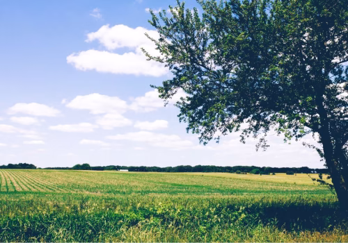 Green Plan - a green field with a sunny sky