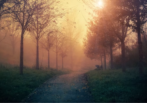 an image of an autumnal evening, with the sun setting behind trees.