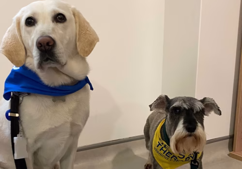 Peth therapy volunteers Lori and Pearl, a golden Labrador and a Schnauzer